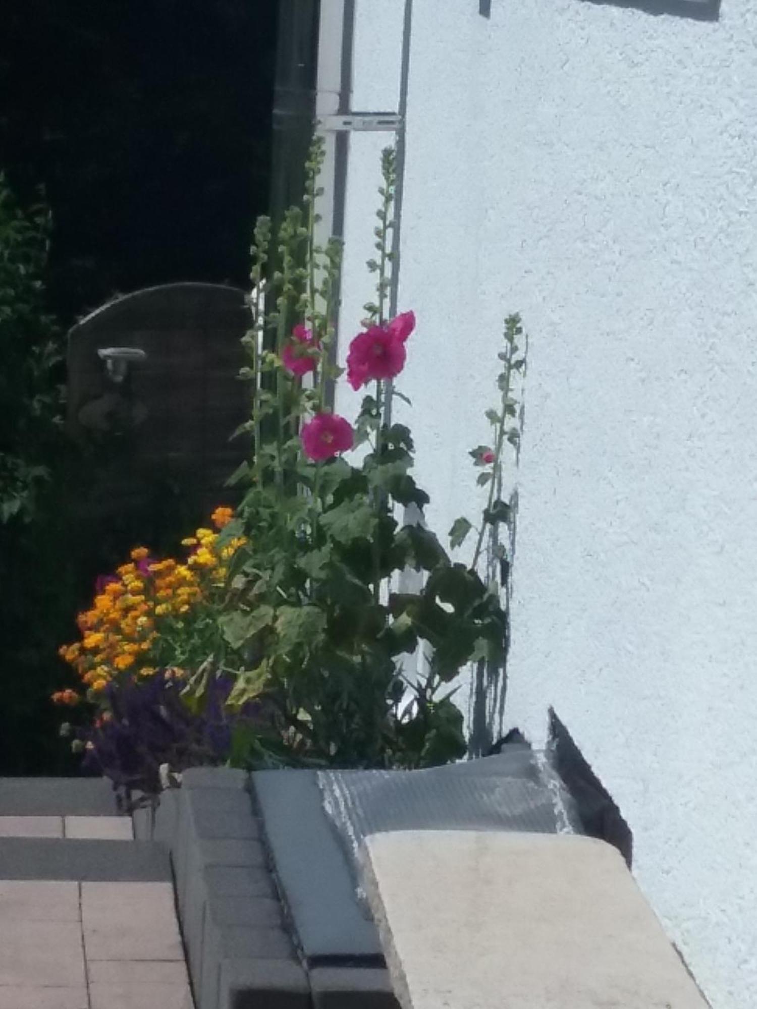 Perlenbachtal Apartamento Monschau Exterior foto